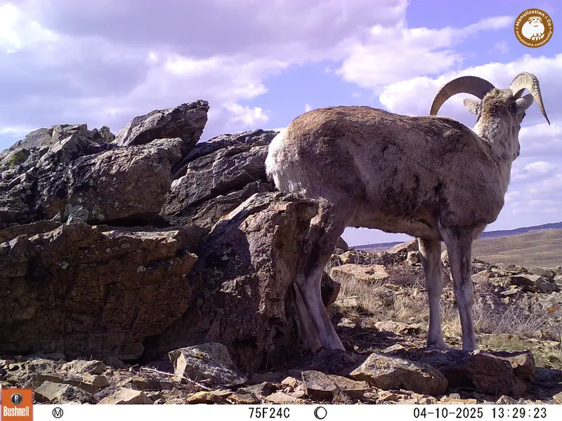 A photograph of Argali from Karashoky camera trap