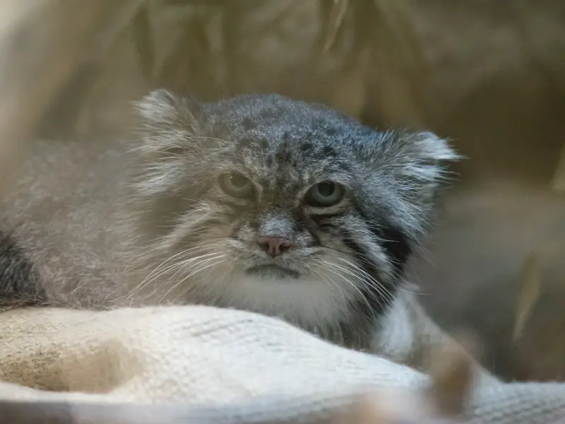 A photograph of Klyon in Ueno Zoological Gardens