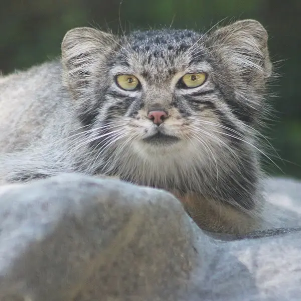 A photograph of Ruby in Binghamton Zoo at Ross Park