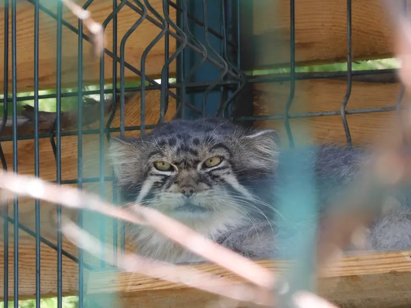 A photograph of Chip in Barnaul zoo “Lesnaya skazka”
