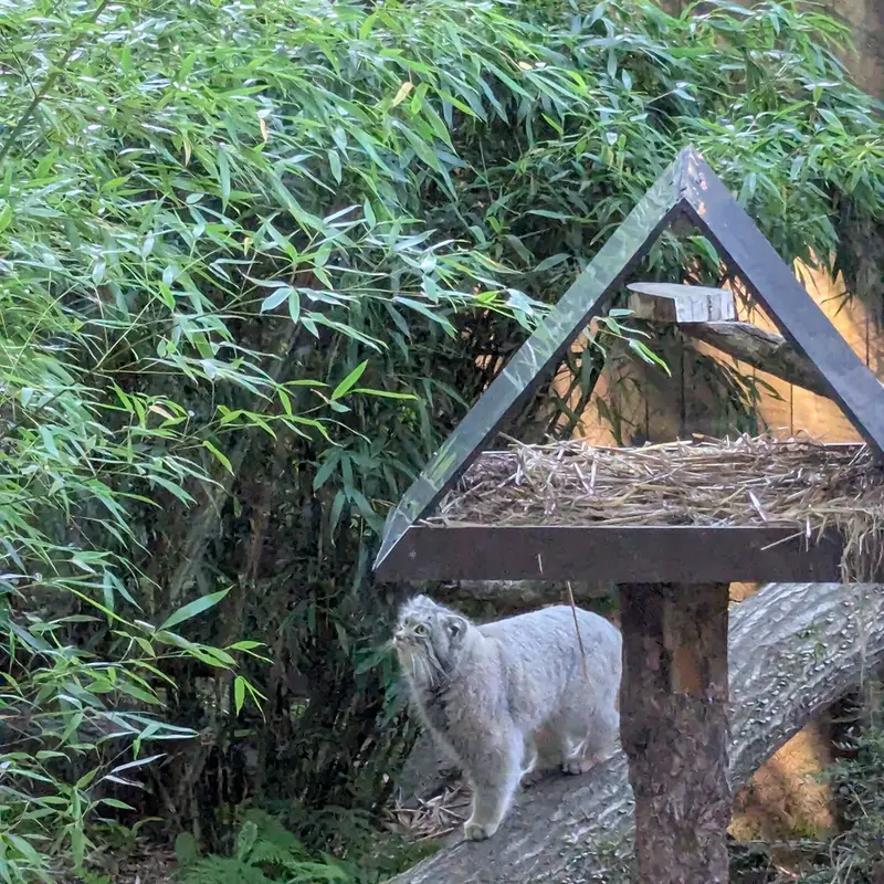 A photograph of Altai in Tregomeur Zoo