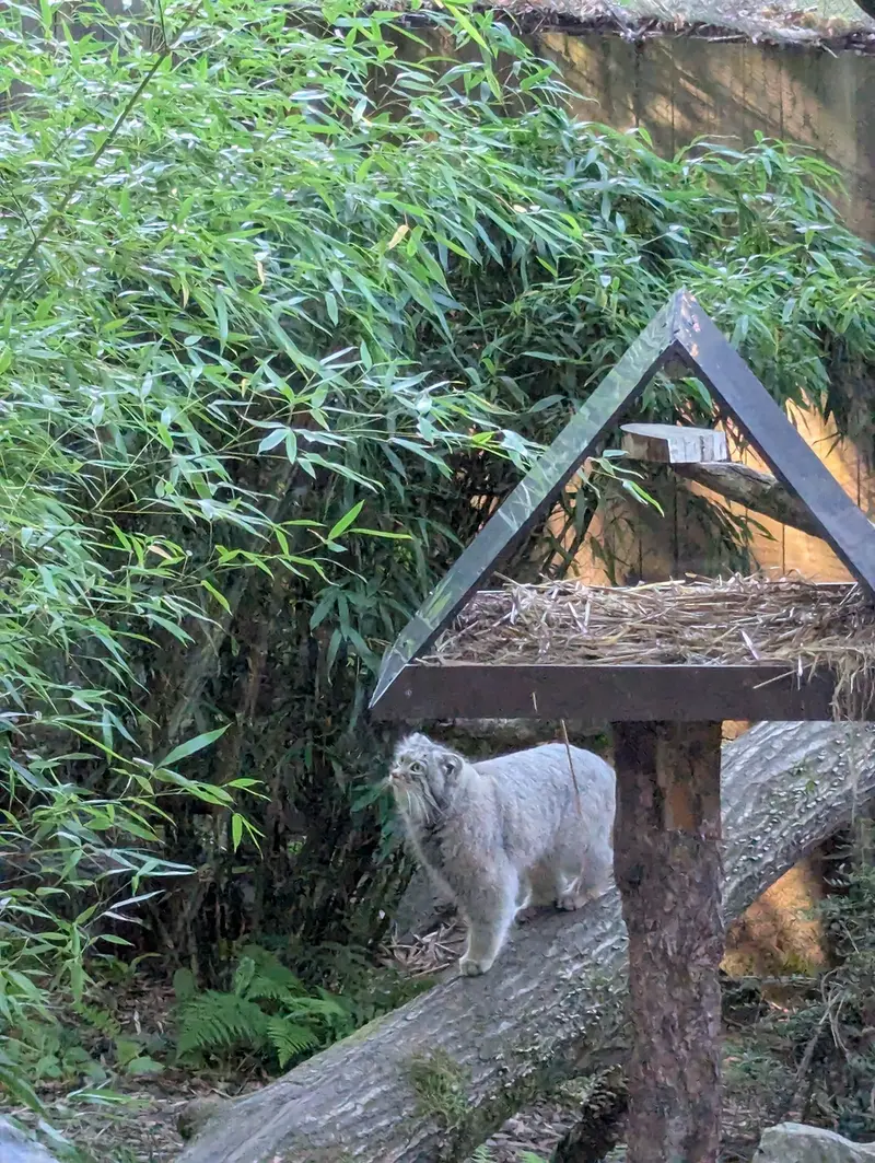 A photograph of Altai in Tregomeur Zoo