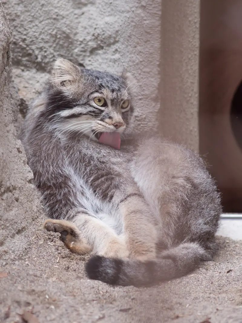A photograph of Figa in Nogeyama Zoo