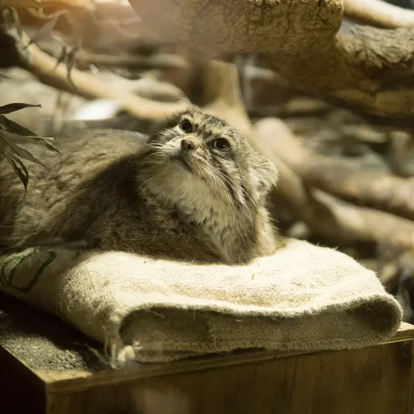 A photograph of Primula in Ueno Zoological Gardens