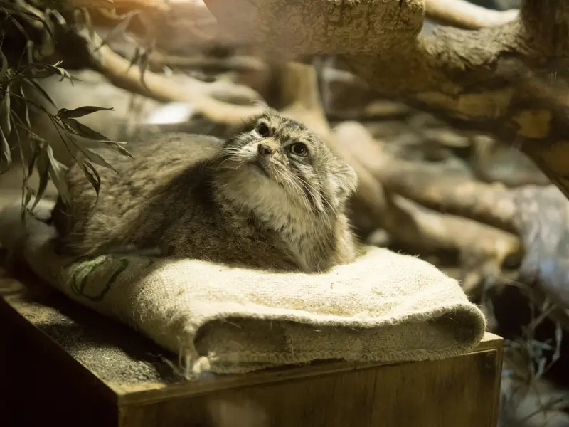 A photograph of Primula in Ueno Zoological Gardens