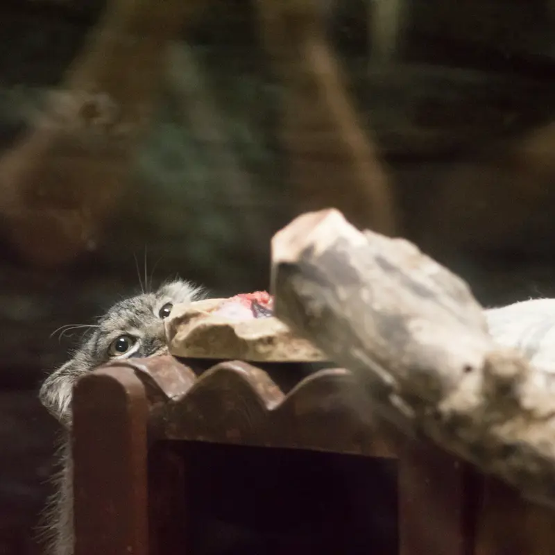 A photograph of Shafran in Ueno Zoological Gardens
