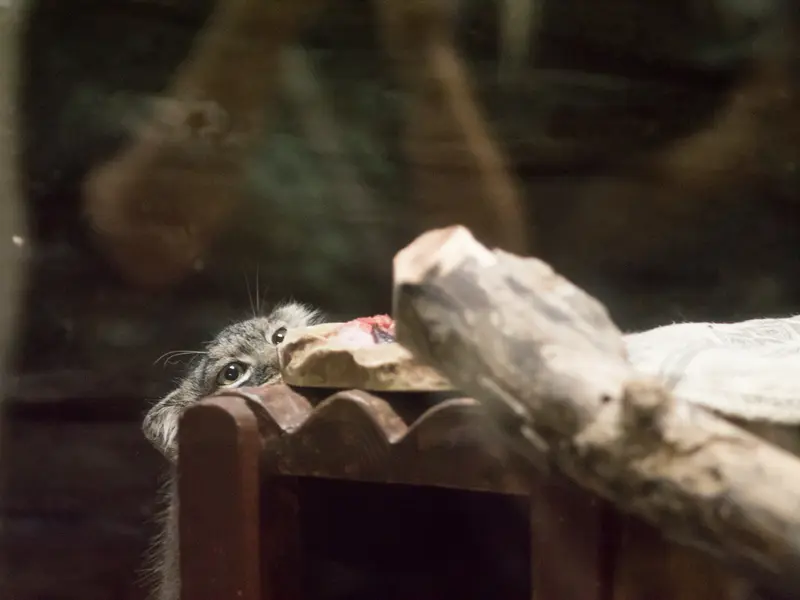 A photograph of Shafran in Ueno Zoological Gardens