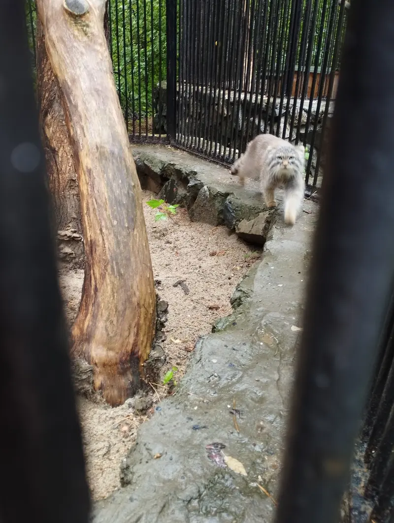 A photograph of a Pallas's cat in Novosibirsk Zoo