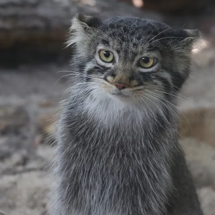 A photograph of Abrikos in Nasu Animal Kingdom