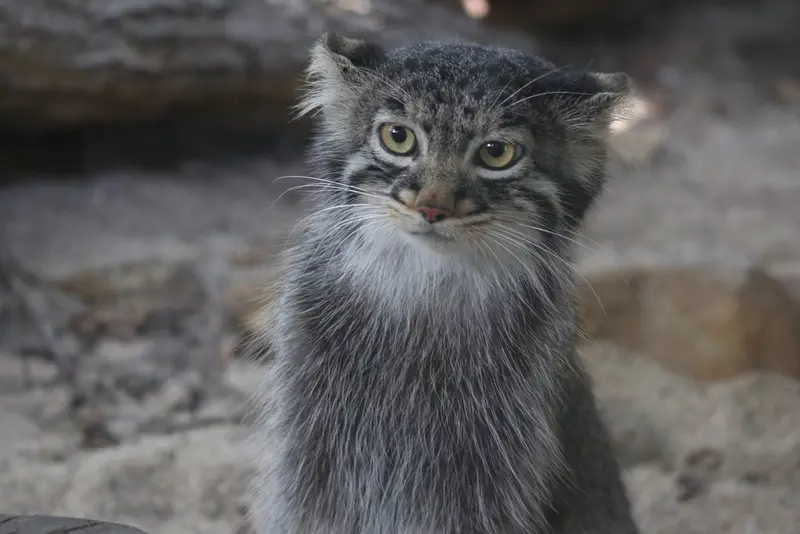 A photograph of Abrikos in Nasu Animal Kingdom