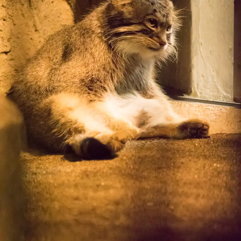 A photograph of Figa in Nogeyama Zoo