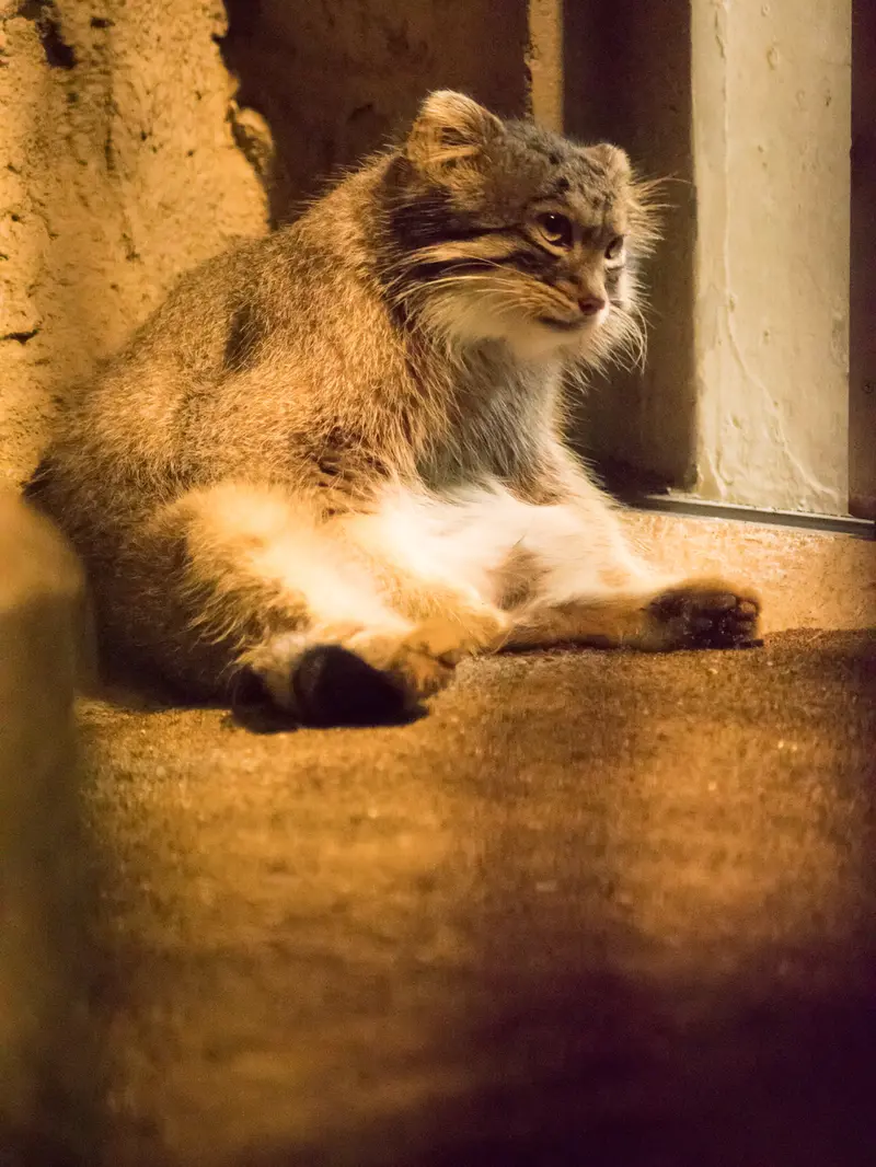 A photograph of Figa in Nogeyama Zoo