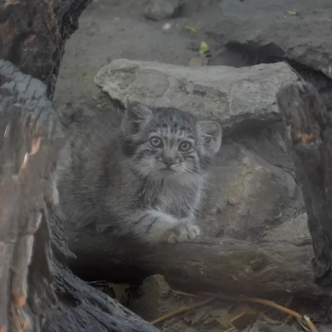A photograph of Boris Ⅱ in Budapest Zoo & Botanical Garden