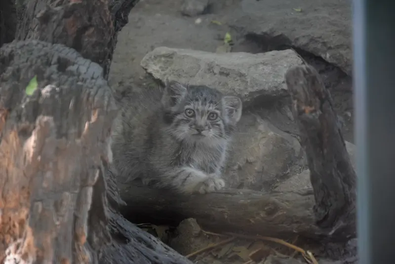 A photograph of Son of Lucy b. 2026 in Budapest Zoo & Botanical Garden