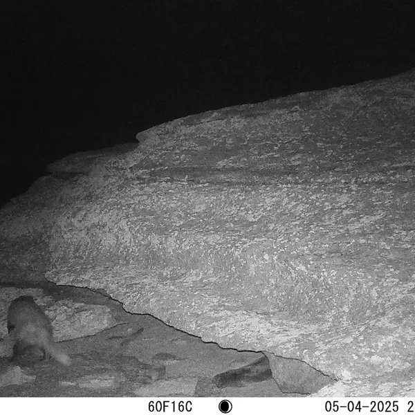 A photograph of Asian badger from Bektauata 1 camera trap