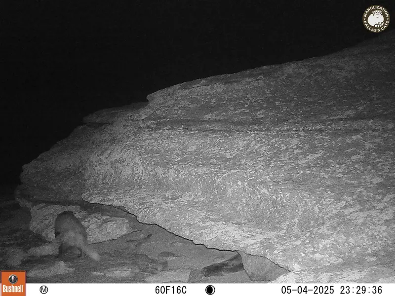 A photograph of Asian badger from Bektauata 1 camera trap