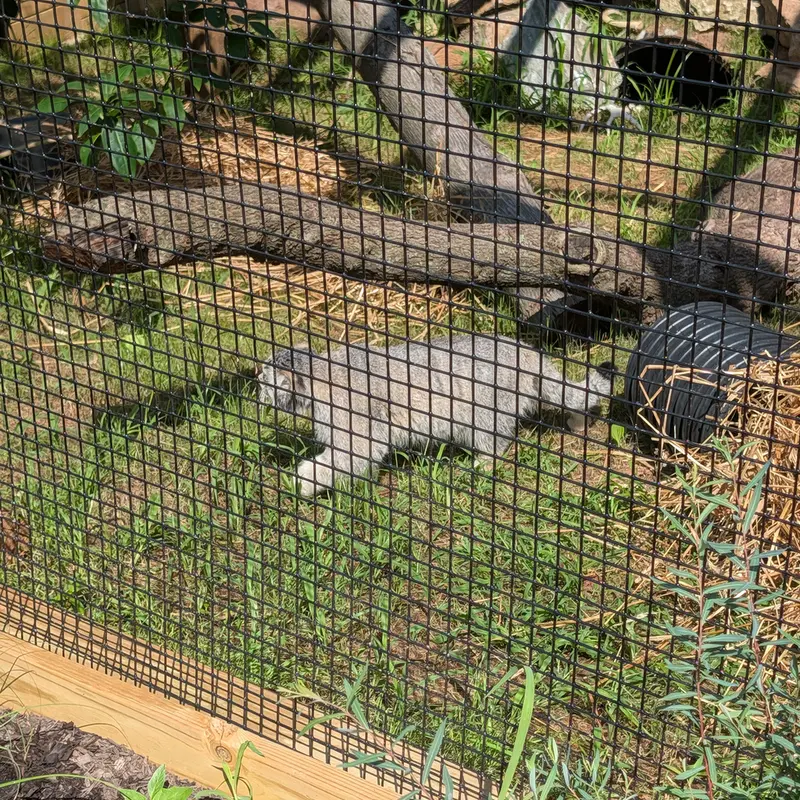 A photograph of a Pallas's cat in Elmwood Park Zoo