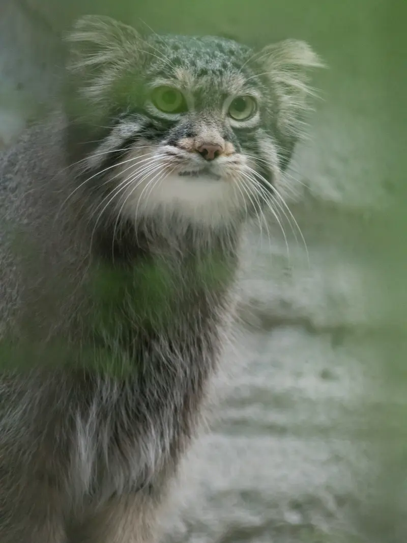 A photograph of Figa in Nogeyama Zoo