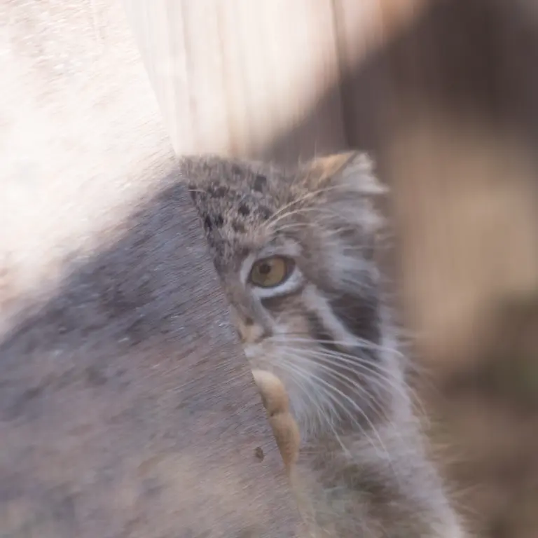 A photograph of Oto in Saitama Children's Zoo