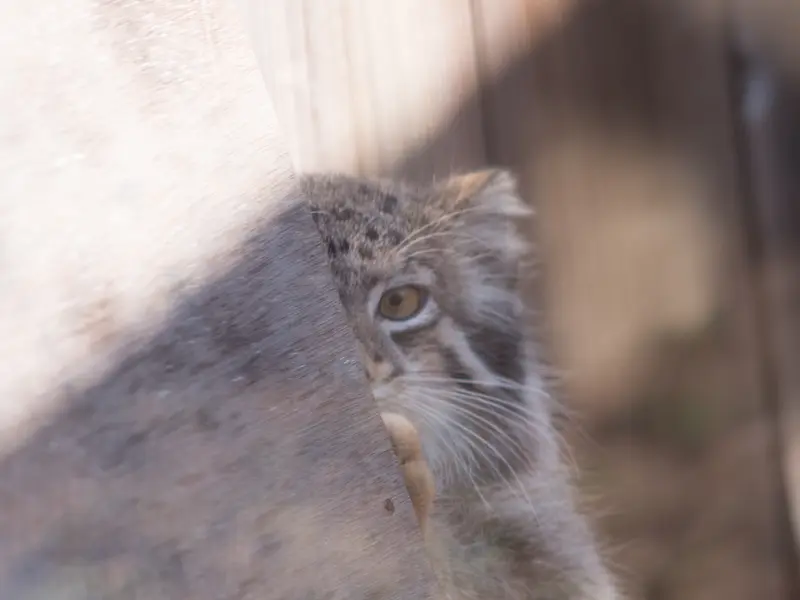 A photograph of Oto in Saitama Children's Zoo