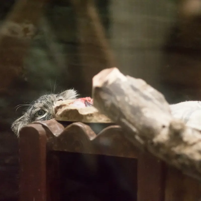 A photograph of Shafran in Ueno Zoological Gardens