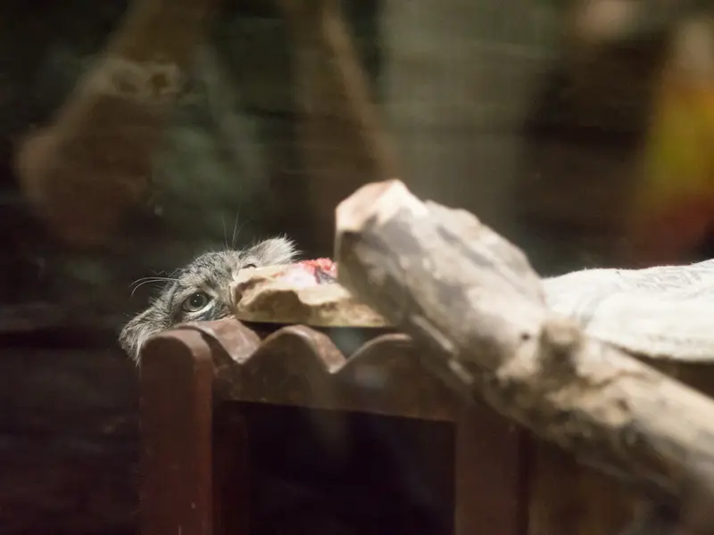 A photograph of Shafran in Ueno Zoological Gardens