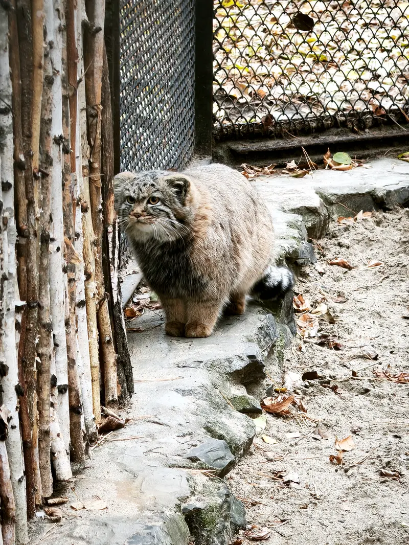 A photograph of Daughter of Adele b.2026 Ⅱ in Novosibirsk Zoo