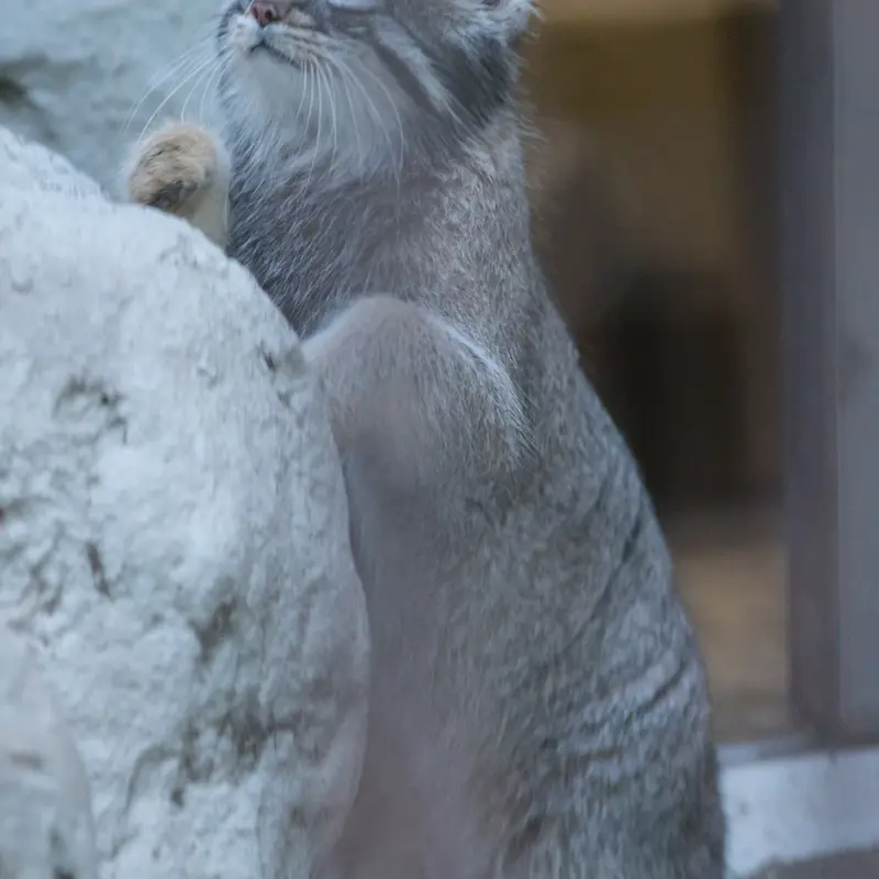A photograph of Figa in Nogeyama Zoo