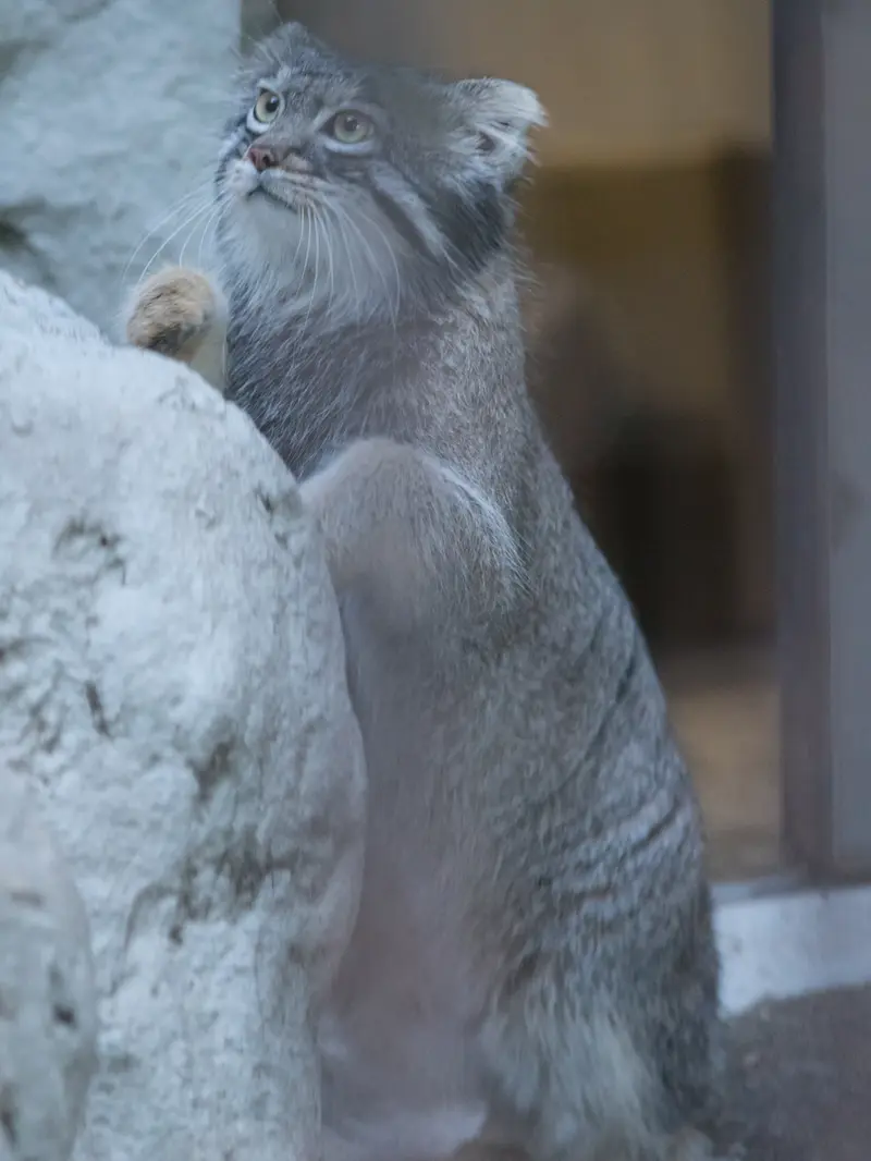 A photograph of Figa in Nogeyama Zoo