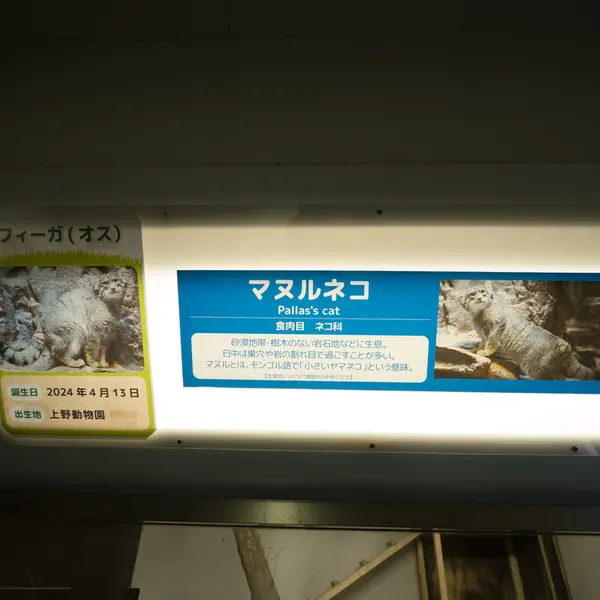 A photograph of a Pallas's cat in Nogeyama Zoo