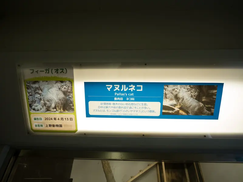 A photograph of a Pallas's cat in Nogeyama Zoo