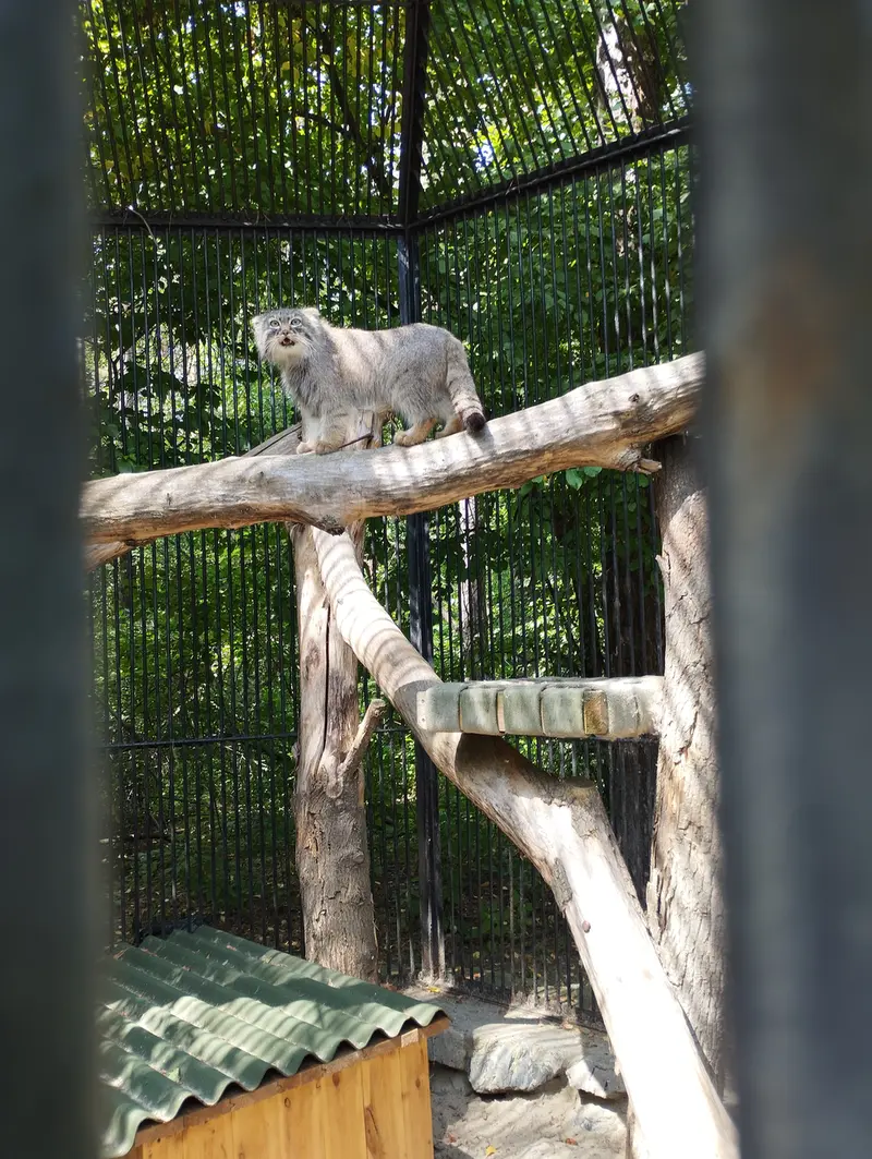 A photograph of a Pallas's cat in Novosibirsk Zoo