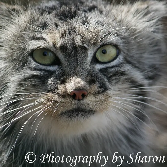 A photograph of Tula in The Big Cat Sanctuary