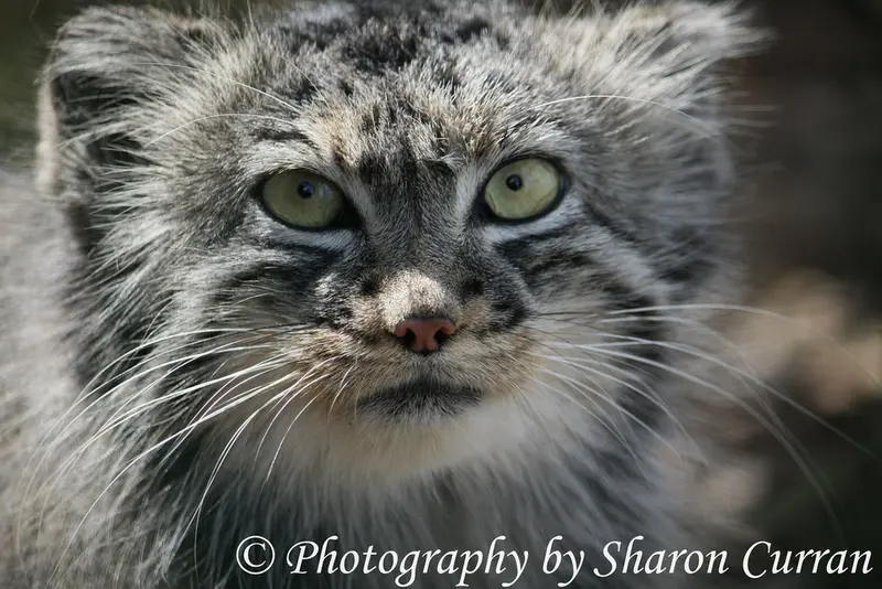 A photograph of Tula in The Big Cat Sanctuary