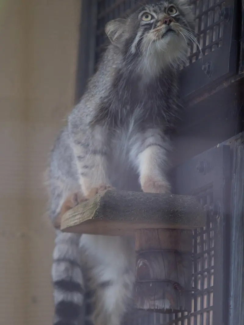 A photograph of Hide in Asahiyama Zoo