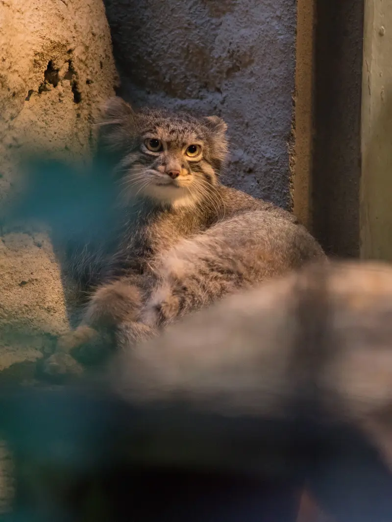 A photograph of Figa in Nogeyama Zoo