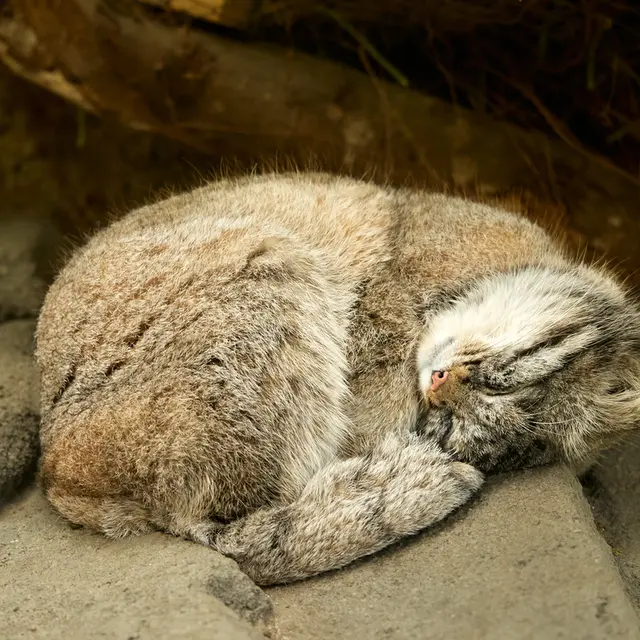 A photograph of Nar in Kobe Animal Kingdom