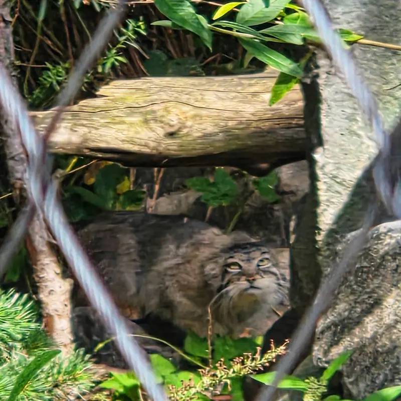 A photograph of Charu in Tierpark Berlin