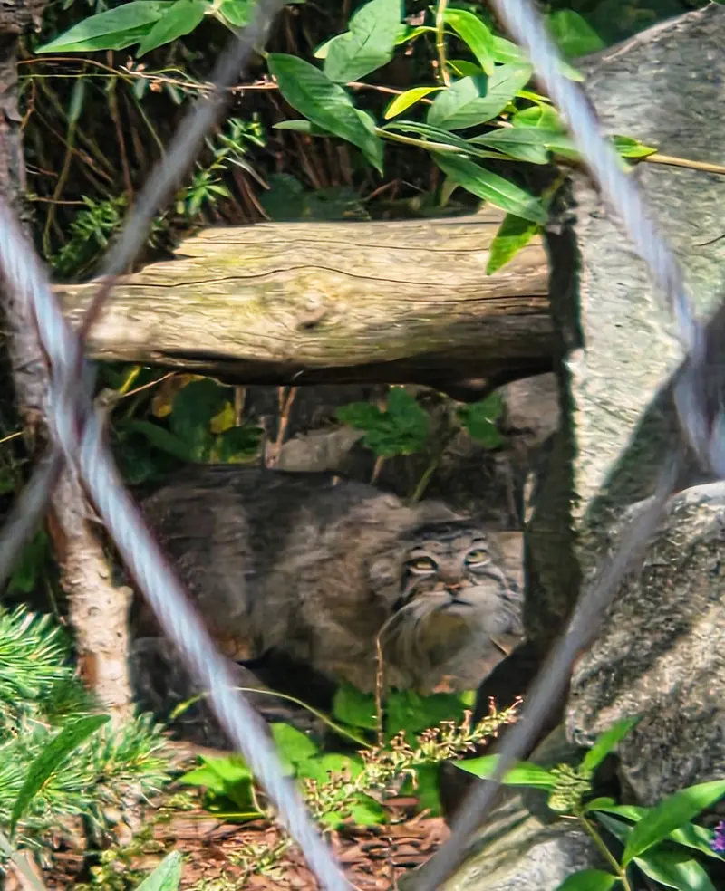A photograph of Charu in Tierpark Berlin