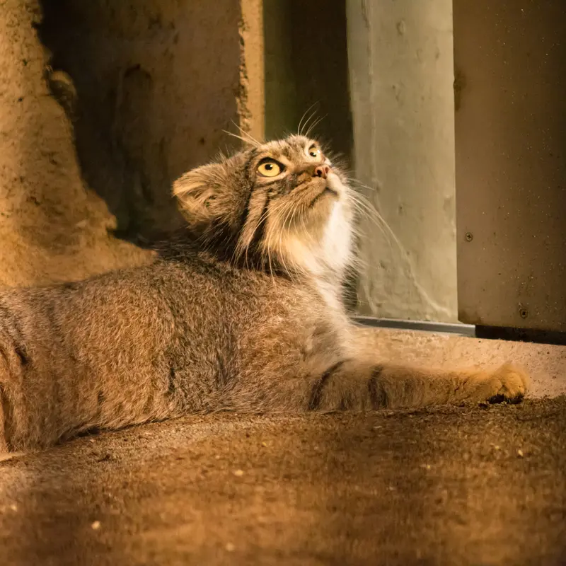A photograph of Figa in Nogeyama Zoo