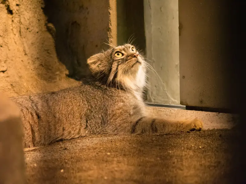 A photograph of Figa in Nogeyama Zoo