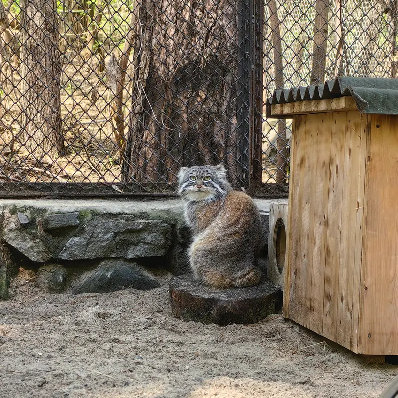 A photograph of Ruf in Novosibirsk Zoo