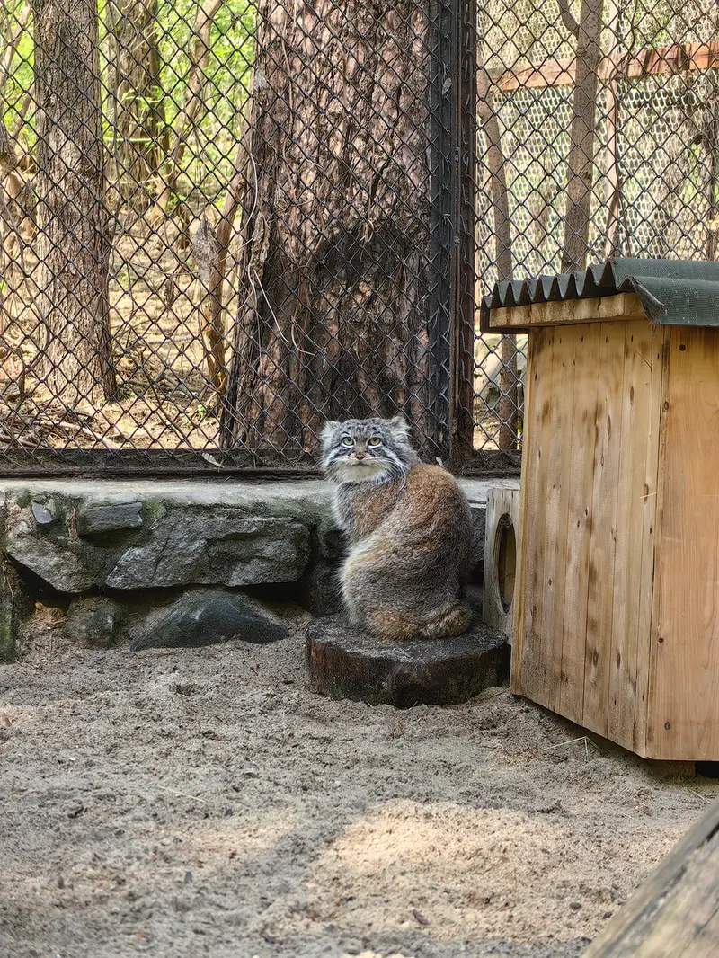 A photograph of Ruf in Novosibirsk Zoo