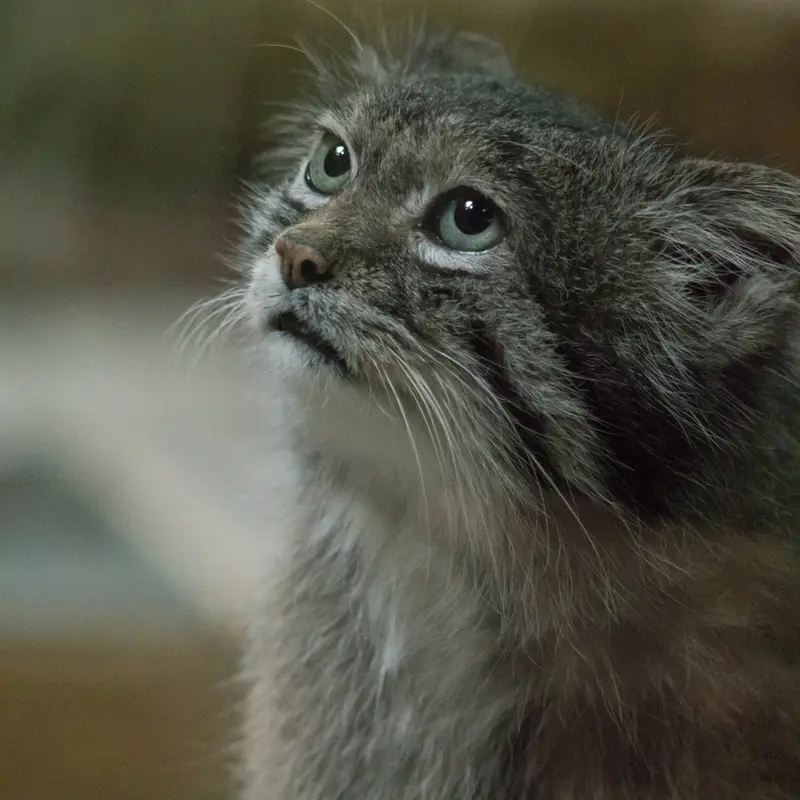 A photograph of Klyon in Ueno Zoological Gardens