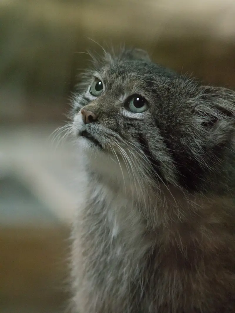 A photograph of Klyon in Ueno Zoological Gardens