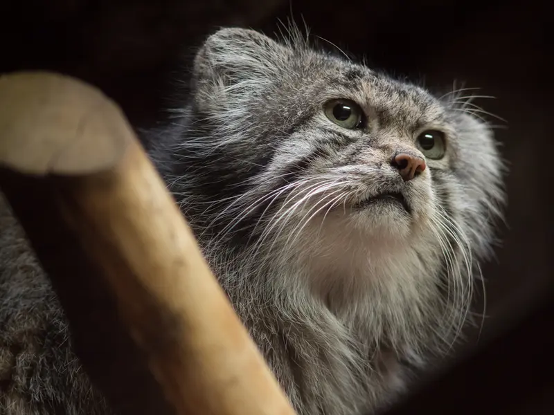 A photograph of Klyon in Ueno Zoological Gardens