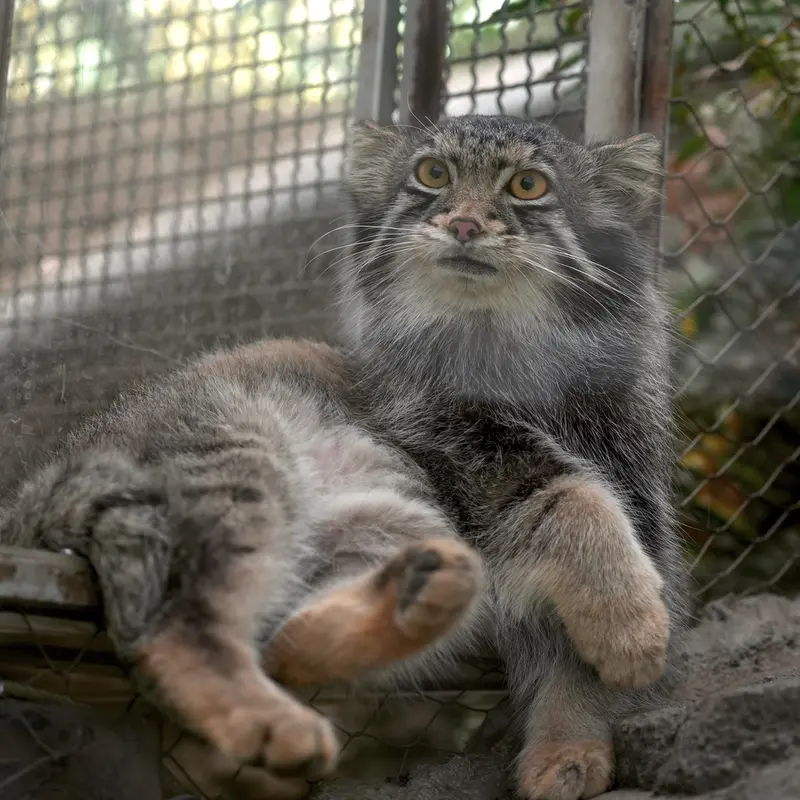 A photograph of Oto in Kobe Animal Kingdom