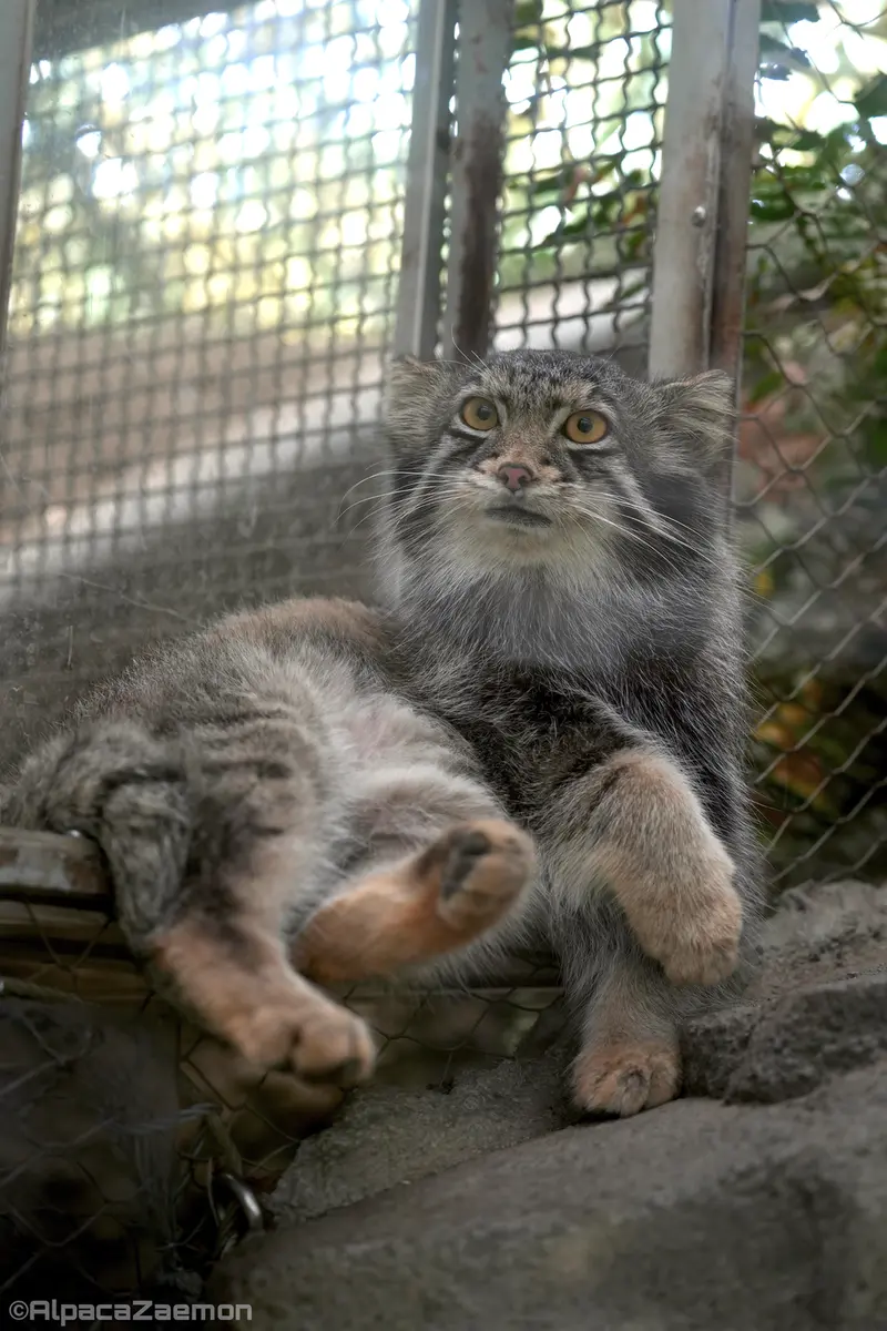 A photograph of Oto in Kobe Animal Kingdom