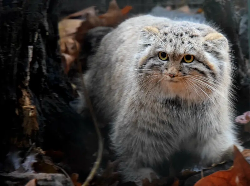 A photograph of Lucy in Budapest Zoo &amp; Botanical Garden