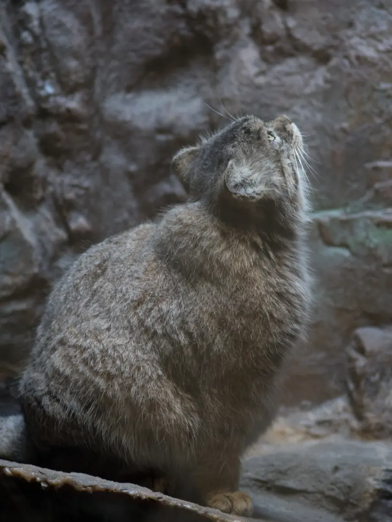 A photograph of Primula in Ueno Zoological Gardens